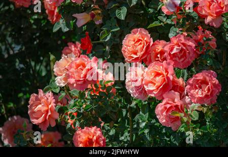 Im Garten blühen wunderschöne rosa-orange Rosen Stockfoto