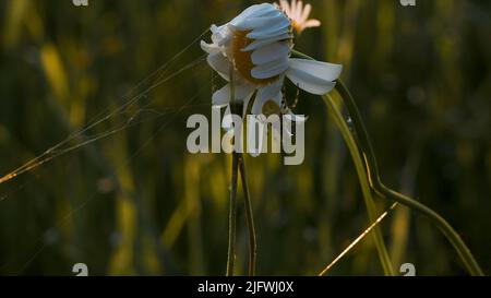 Nahaufnahme der Spinne auf der Gänseblümchen. Kreativ. Schöne Spinne sitzt auf der Sommerblume an sonnigen Tagen. Spinne mit Netz auf Blume. Makrokosmos der Sommerwiese. Stockfoto