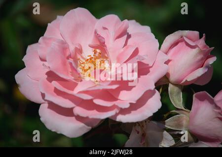 Wunderschöne rosa Rosen blühen im Garten Stockfoto