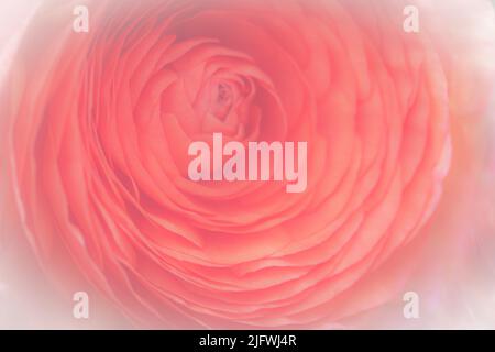 Rosa Ranunculus Blumen auf hellrosa Hintergrund. Weicher Filter Stockfoto