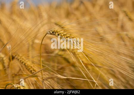 Weizen wächst auf dem Feld, Stachelett Nahaufnahme. Postkarte mit Kopierbereich. Stockfoto