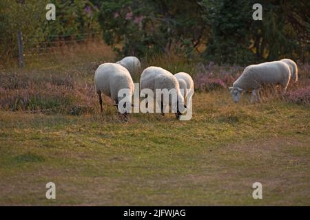 Schafe weiden auf einer Heidewiese während des Sonnenuntergangs im Rebild-Nationalpark, Dänemark. Eine Herde wolliger Lämmer, die auf einem blühenden Feld spazieren und Gras fressen Stockfoto