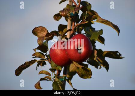 Zwei frische Äpfel, die in der Abendsonne im Oktober im Sweetland Orchard in Webster, MN, bräunen. Stockfoto