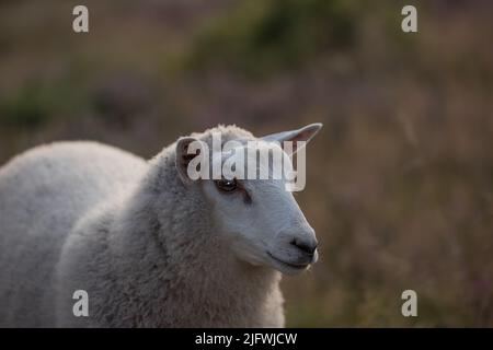 Nahaufnahme eines Schafes, das bei Sonnenuntergang auf einer Heidewiese auf einem Bauernhof in Norddeutschland grast. Ein wolliges Lamm, das auf einem Feld oder in einer Pastoral läuft und Gras isst Stockfoto