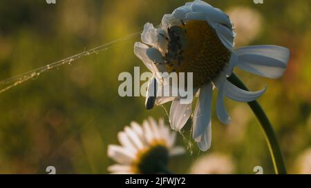 Ein langes Spinnennetz auf einem Set Blumen.Kreativ.Makro-Fotografie der Natur, auf der eine kleine Spinne in einer Blume sitzt, die ein Netz auf einer Kamille im g verwickelt Stockfoto