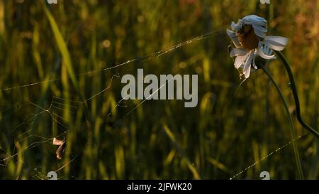 Ein langes Spinnennetz auf einem Set Blumen.Kreativ.Makro-Fotografie der Natur, auf der eine kleine Spinne in einer Blume sitzt, die ein Netz auf einer Kamille im g verwickelt Stockfoto