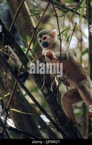 Eine vertikale Aufnahme eines Humboldt-Eichhörnchen-Affen auf einem Baum in Kolumbien Stockfoto