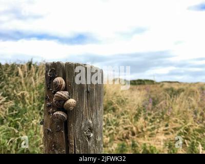 Gartenschnecken auf Zaunpfosten Stockfoto