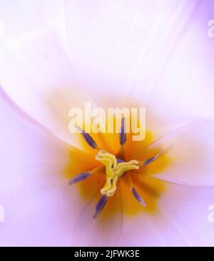 Nahaufnahme der Innenseite einer offenen Gartentupe. Die Farben der Blüten können von rot über gelb bis weiß reichen. Schöne Blumen können als verwendet werden Stockfoto