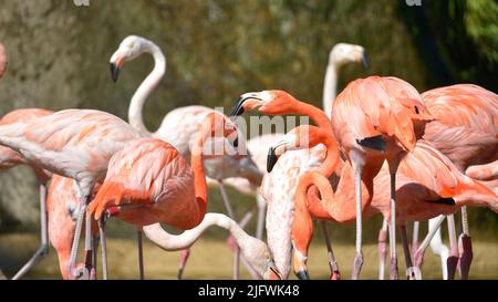 Panoramafoto der Nahaufnahmegruppe karibischer Flamingos (Phoenicopterus ruber) Stockfoto