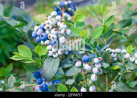 Eine reife, frische Blaubeere wächst auf einem Busch im Garten und ein Haufen hängt herunter. Stockfoto