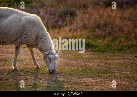 Schafe weiden auf einer Heidewiese während des Sonnenuntergangs im Rebild-Nationalpark, Dänemark. Ein Schaf, das auf einem lila blühenden Feld oder einem Gras frisst Stockfoto