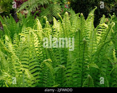 Nahaufnahme eines Frauenfarns (Athyrium filix-femina) im französischen Garten Stockfoto