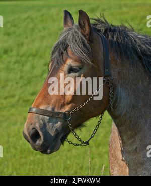 Ein wunderschönes, majestätisches braunes Pferd, das tagsüber auf einem üppigen Feld im Freien unterwegs ist. Nahaufnahme einer gewachsenen Stute, die auf einem grünen Wiesenfeld auf einem steht Stockfoto