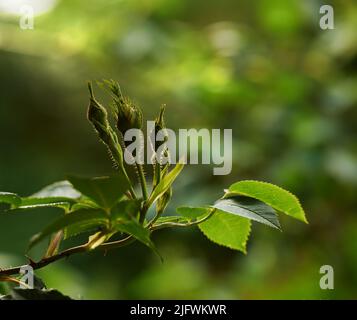 Nahaufnahme von angehenden Hunderosen an einem Sommertag mit verschwommenem Hintergrund und Copyspace. Zoomen Sie auf die Rosenblüten, die in einer Landschaft oder einem Garten wachsen Stockfoto