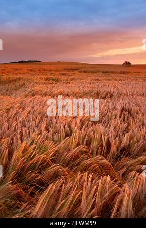 Ein Feld aus reifem Weizen bereit für die Ernte mit Himmel Hintergrund und Copyspace. Landschaftlich reizvolle Farmlandschaft bei Sonnenuntergang mit Kopierfläche. Roggen oder Gerste wachsen auf dem Land Stockfoto