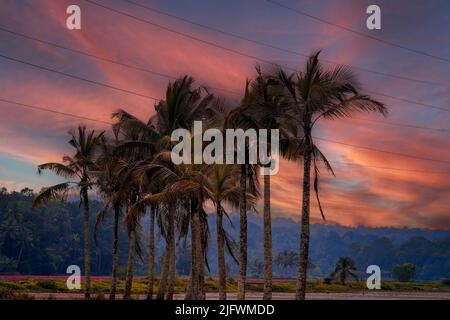 Blick auf Kokospalmen bei farbenfroh bewölktem Sonnenuntergang Stockfoto