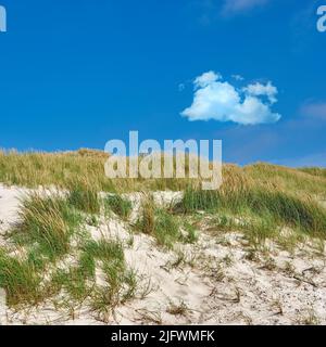 Strandlandschaft aus Sanddünen unter blauem Himmel Kopiefläche an der Südwestküste von Stavanger, Norwegen. Nahaufnahme von Büscheln aus grünem Gras, das aus wächst Stockfoto