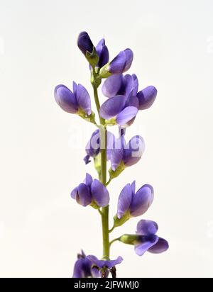 Faerberhuelse, Baptizia tinctoria, ist eine wichtige Heilpflanze mit blauen Blueten und wird viel in der Medizin verwendet. Sie sind eine Staude und ge
