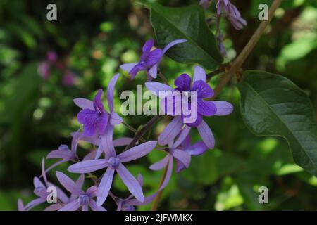 Wunderschöne Blüten aus nächster Nähe auf einer violetten Traubenrebe (Petrea Volubilis) Stockfoto