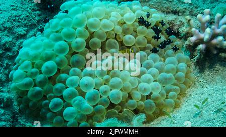 Baby Clownfish und Schule von Damsel Fisch schwimmt auf Bubble Anemone. Rotmeer-Anemonefische (Amphiprion bicinctus) und Domino-Damselfische (Dascyllus trima Stockfoto