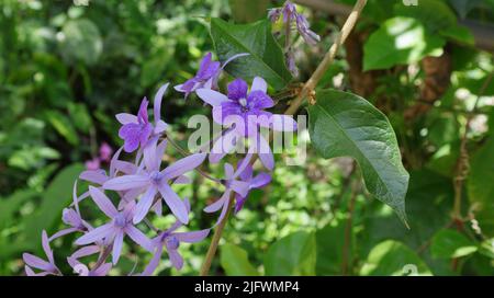 Violette Blüten einer violetten Kranz- oder Sandpapiervine (Petrea Volubilis) an einem sonnigen Tag Stockfoto