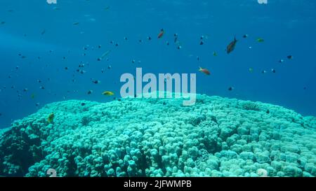 Schwarm von schwarz-weißen Chromis schwimmt über dem Korallenriff auf blauem Wasserhintergrund. Halb-und-halb Chromis, Chocolate-Dip Chromis oder Bicolor damegoistisch ( Stockfoto