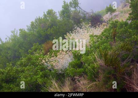 Nahaufnahme von verbrannten Fynbos, die auf Lions Head in Südafrika wachsen. Die Nachwirkungen eines Wildfeuers auf einer Berglandschaft mit Copyspace. Starke Smog-Luft Stockfoto