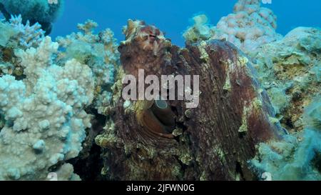 Portrait des großen roten Octopus sitzt auf dem Korallenriff. Common Reef Octopus (Octopus Cyanea), Nahaufnahme. Rotes Meer, Ägypten Stockfoto