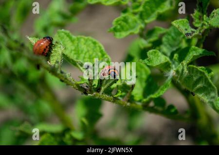 Der junge Kartoffelkäfer von Colorado frisst Kartoffelblätter Stockfoto