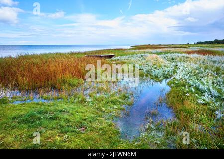 Ein schönes Grünfeld. Ein Blick auf wilde Gänse, die über einem Moor an einem bewölkten Horizont fliegen. Eine verträumte Naturszene im Frühling aus Sumpfland, Schilf und Stockfoto