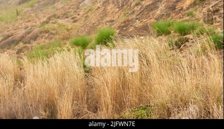 Nahaufnahme von trockenen Fynbos, die auf Lions Head in Kapstadt wachsen. Beschädigt durch einen Waldbrand in einer Berglandschaft. Hintergrund der überlebten grünen Büsche, Pflanzen Stockfoto