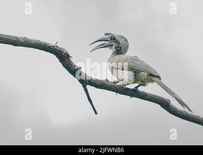 Ein Hornbill, der auf einem Baum mit weißem Hintergrund ruht Stockfoto