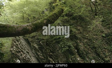 Grüne Tropen.Kreativ. Große, lange Bäume, überwuchert mit grünen Blättern, die in der Nähe der Berge wachsen. Hochwertige 4K-Aufnahmen Stockfoto