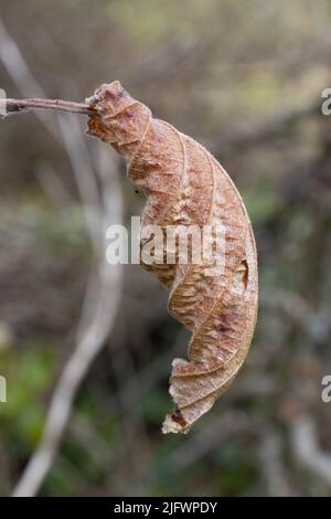 Einzelnes rostig totes und getrocknetes Blatt, das an einem Zweig hängt, der auf einem natürlichen Waldgrund isoliert ist Stockfoto