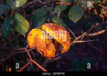 Zwei goldene Herbstblätter im hellen Sonnenlicht Stockfoto