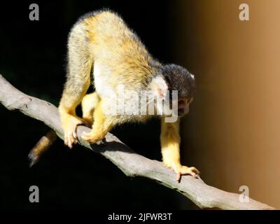 Schwarzer Eichhörnchen-Affe (Saimiri boliviensis), der auf einem Ast-Baum läuft Stockfoto