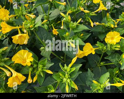 Wunder von Peru, Mirabilis jalapa Stockfoto