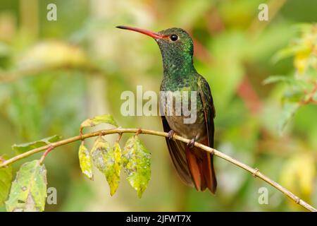 Rotschwanzkolibri - Amazilia tzacatl mittelgroße Kolibri, von Mexiko, Kolumbien, Venezuela und Ecuador bis Peru. Grüner und rotbrauner Vogel Stockfoto