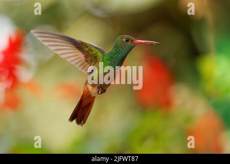 Rotschwanzkolibri - Amazilia tzacatl mittelgroße Kolibri, von Mexiko, Kolumbien, Venezuela und Ecuador bis Peru. Grüner und rotbrauner Vogel Stockfoto