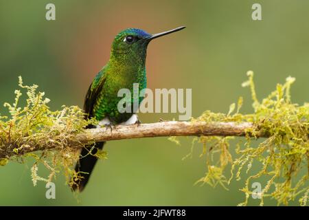 Saphir-belüfteter Kugelfisch - Eriocnemis luciani Kolibri in den Brillanten, ¨Stamm Helianthini in der Unterfamilie Lesbiinae, Vogel in Kolumbien, Ecuado gefunden Stockfoto