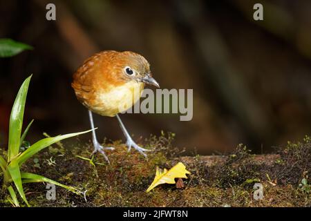 Gelbreiher Antschitta - Grallaria flavotincta Vogel in Grallariidae, die in Kolumbien und Ecuador gefunden werden, ist der natürliche Lebensraum subtropische oder tropische Mois Stockfoto