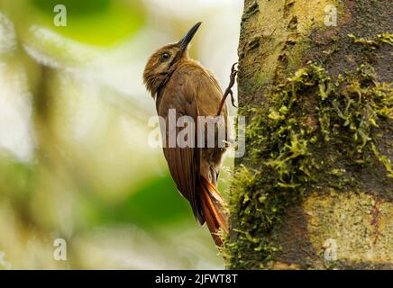 Schlicht-brauner Waldschwalbenvögel - Dendrocincla fuliginosa sub-oscine Singvögel, brütet von Honduras über Südamerika bis nach Nordargentinien, und ich Stockfoto