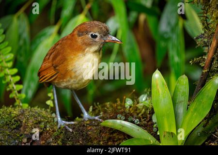 Gelbreiher Antschitta - Grallaria flavotincta Vogel in Grallariidae, die in Kolumbien und Ecuador gefunden werden, ist der natürliche Lebensraum subtropische oder tropische Mois Stockfoto