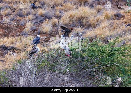 Red-footed Boobies, Sula sula rubripes, auf Molokini Marine Preserve, Maui, Hawaii. Diese Art wurde hier im Jahr 2019 zum ersten Mal gesichtet. Stockfoto