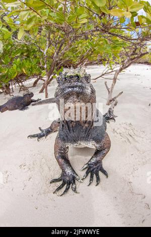 Diese marinen Leguane, Amblyrhynchus cristatus, wurden kurz nach dem Einimergieren aus dem Ozean durch die Mangroven nach einem Morgen der Fütterung fotografiert Stockfoto