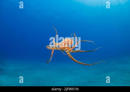 Der Tagesoktopus, Octopus cyanea, ist auch als der große blaue Oktopus bekannt. Es kommt sowohl im Pazifik als auch im Indischen Ozean vor, von Hawaii bis zum östlichen CO Stockfoto