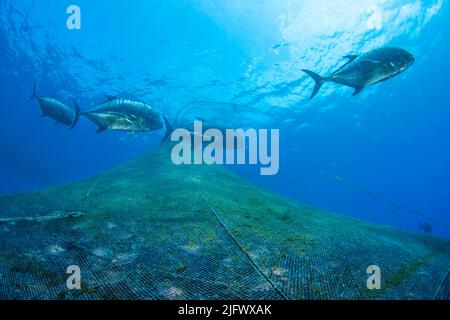 Vier riesige Baumkrone oder Buben, Caranx ignobilis, auch bekannt als weiße ulua auf Hawaii, patrouillieren draußen auf einer Fischfarm vor der Kona Coast of Th Stockfoto