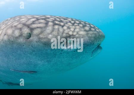 Viele Haie haben ein drittes Augenlid oder eine Nickhaut, um ihre Augen zu bedecken und zu schützen. Walhaie, Rhiniodon-Typus, Augen hingegen Rollen Stockfoto