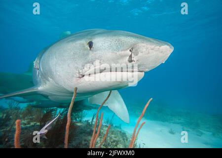 Das Vorderende eines Tigerhais, Galeocerdo cuvier, Tiger Beach., Bahamas, Atlantischer Ozean. Stockfoto